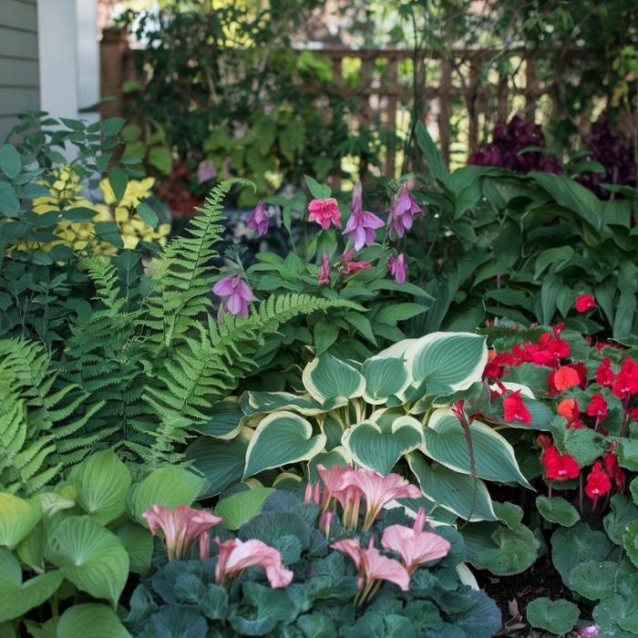 Garden Flowers for Shade