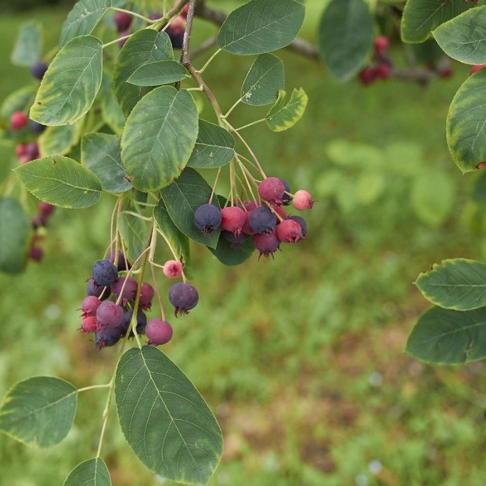 Juneberry