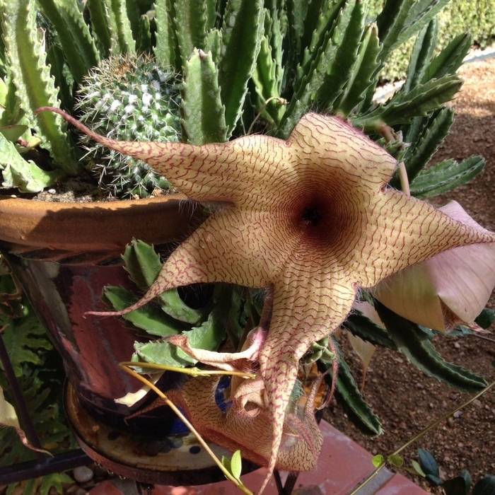 Starfish cactus care