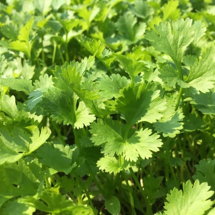 Vietnamese cilantro