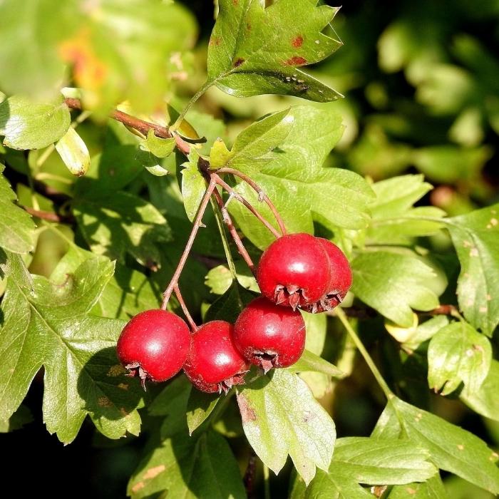 Hawthorne tree