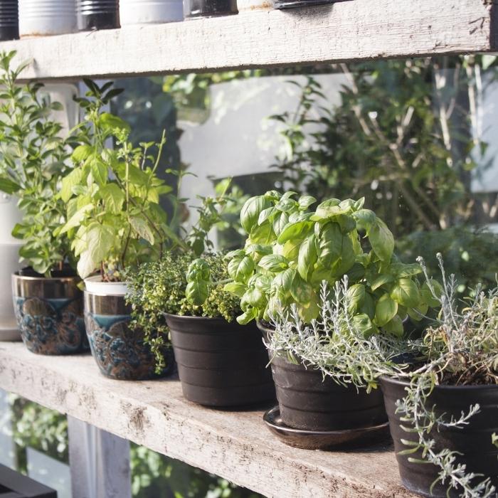 Start a Herb Garden at Home