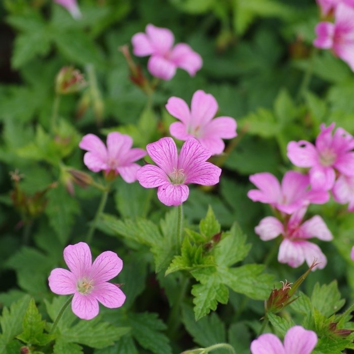 Geranium