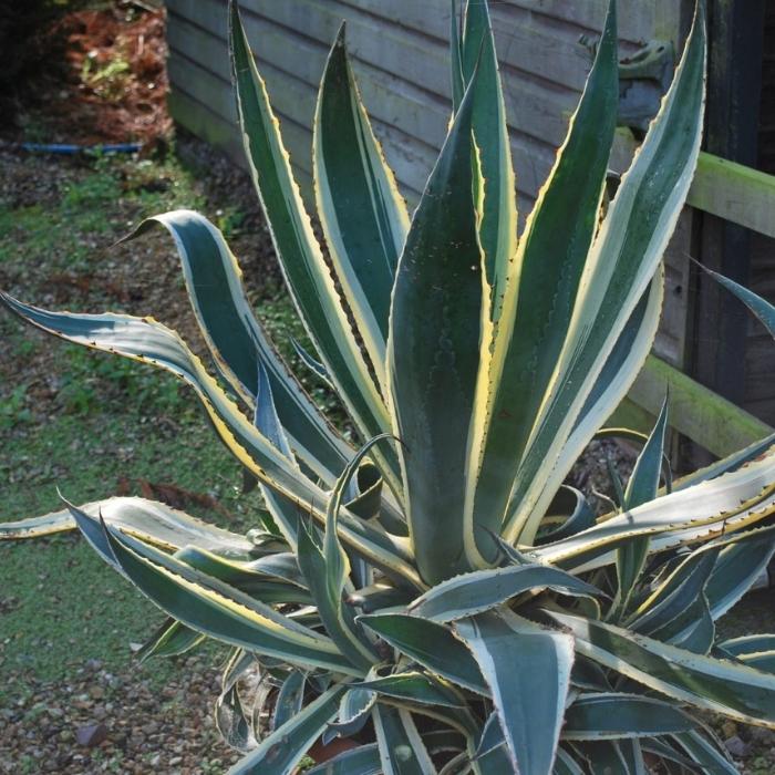 Agave Plant