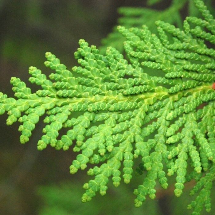 Arborvitae