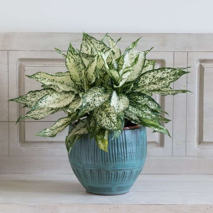 Chinese Evergreen Plant Aglaonema