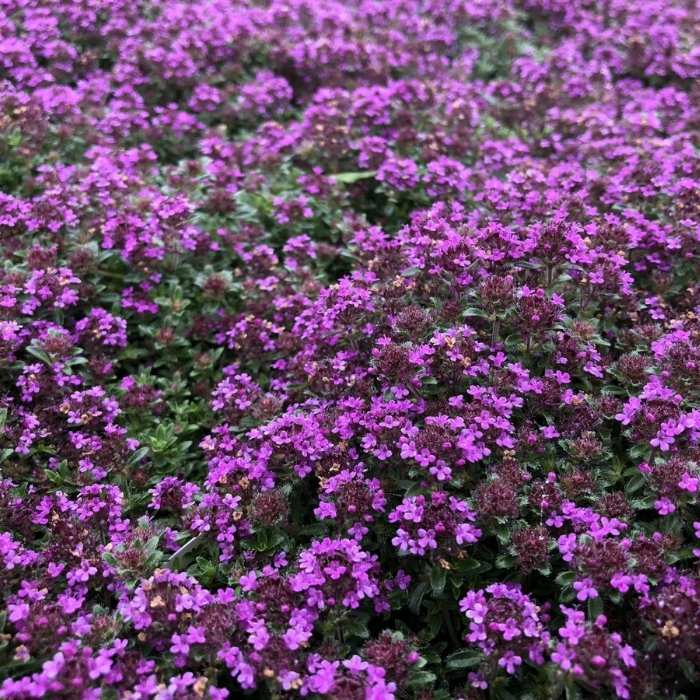 Creeping Thyme