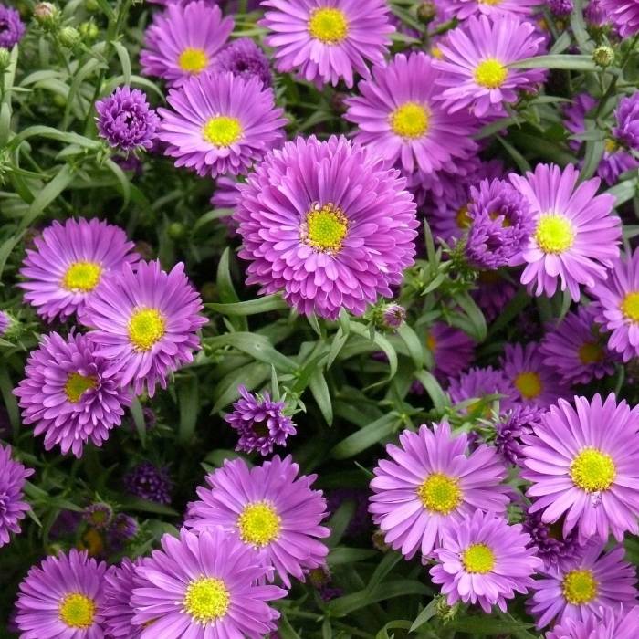 Aster flowers