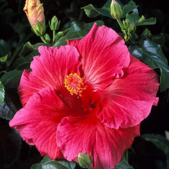 Hibiscus