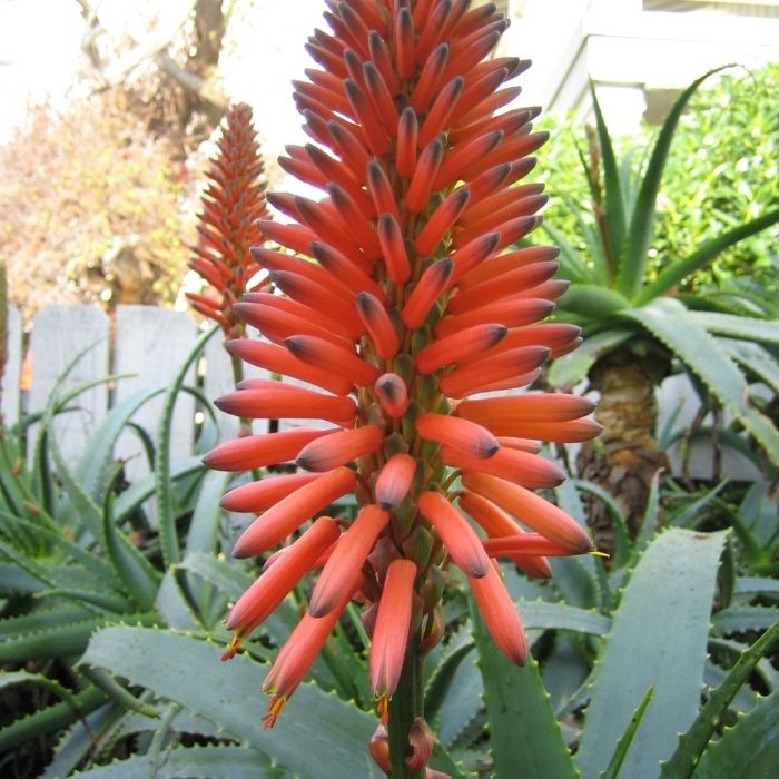 Aloe bloom