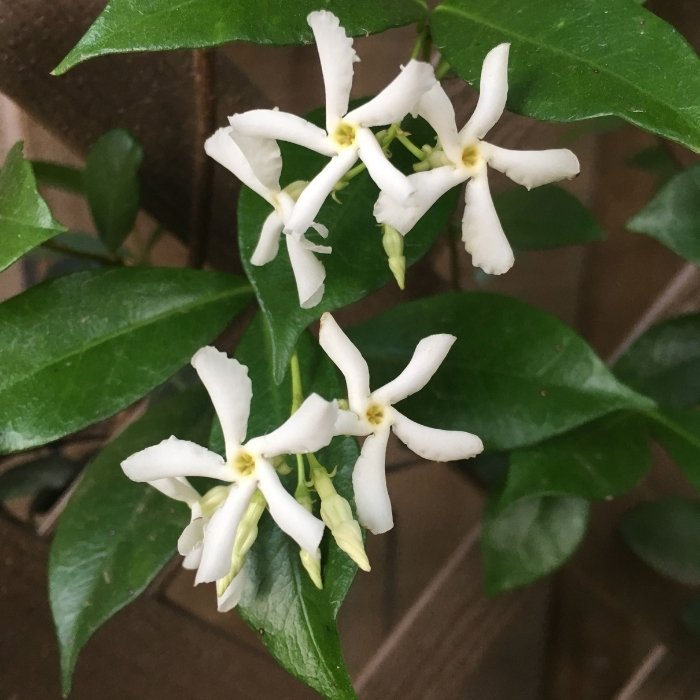 Jasmine Vine