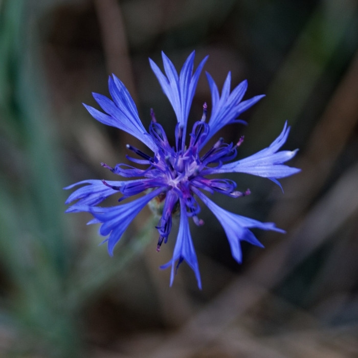 Cornflower blue