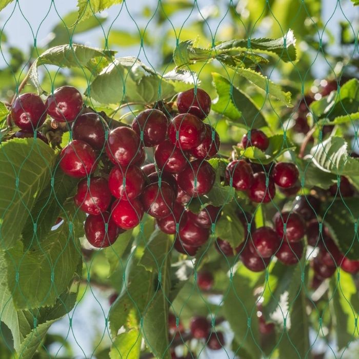 cherry trees from seeds