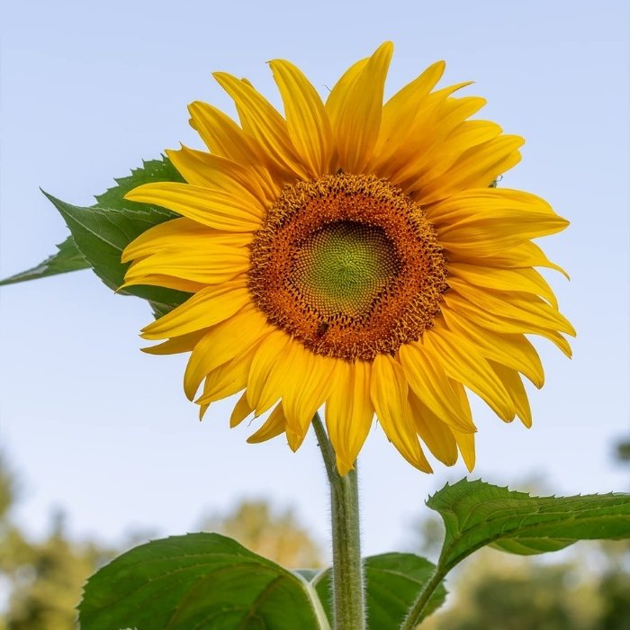 Mammoth sunflowers