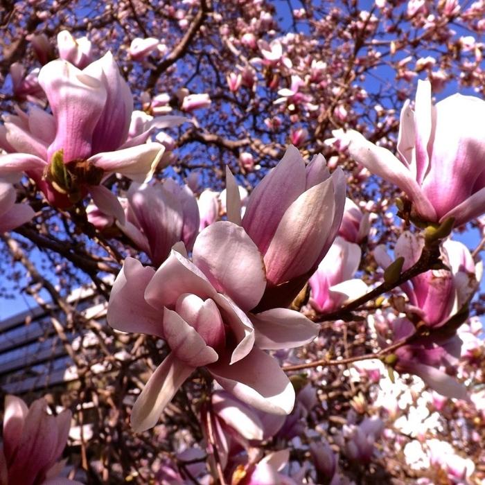 Magnolia tree seeds