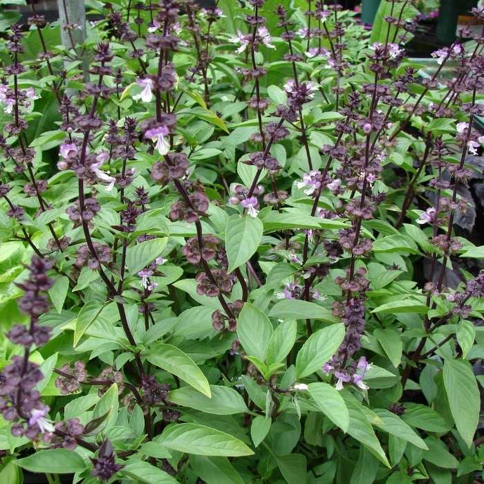 Basil Flowers