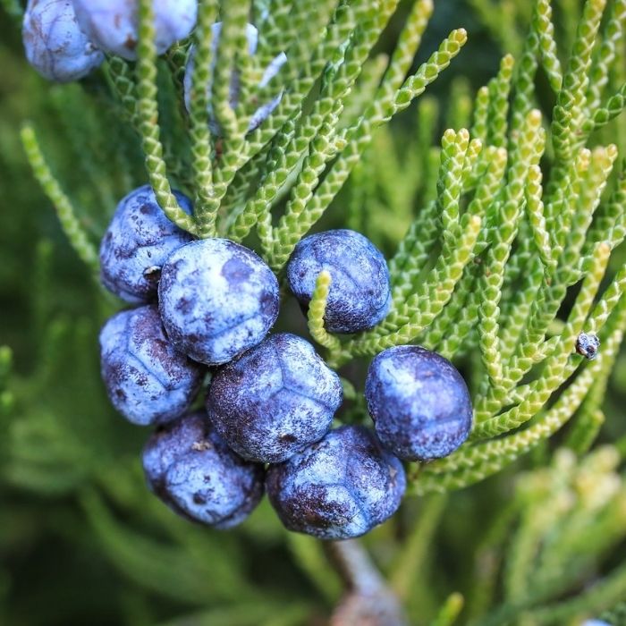 Juniper Berries