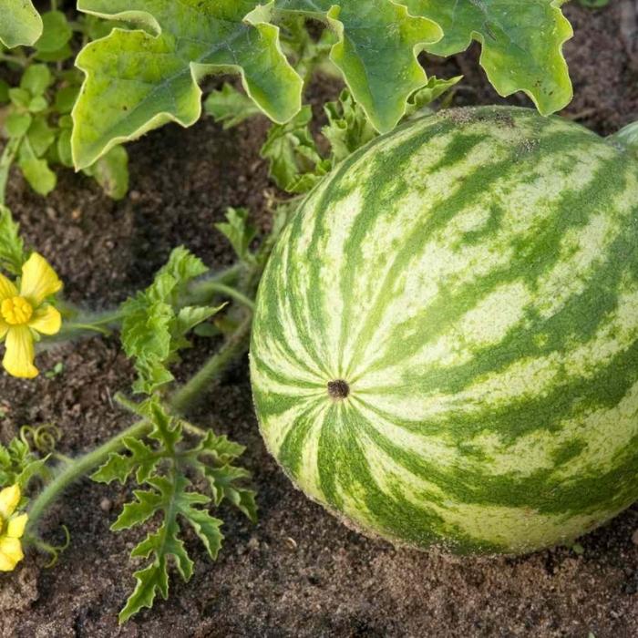 Planting Watermelon