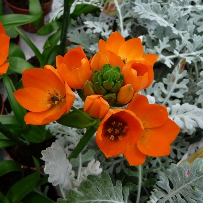 Ornithogalum dubium