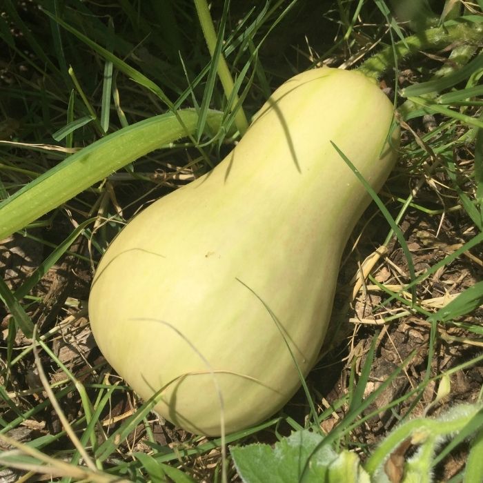 Butternut squash plant