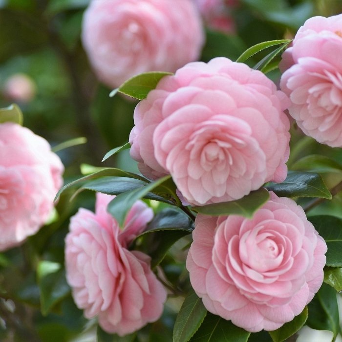 Camellias