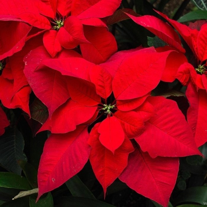 Poinsettia Flower