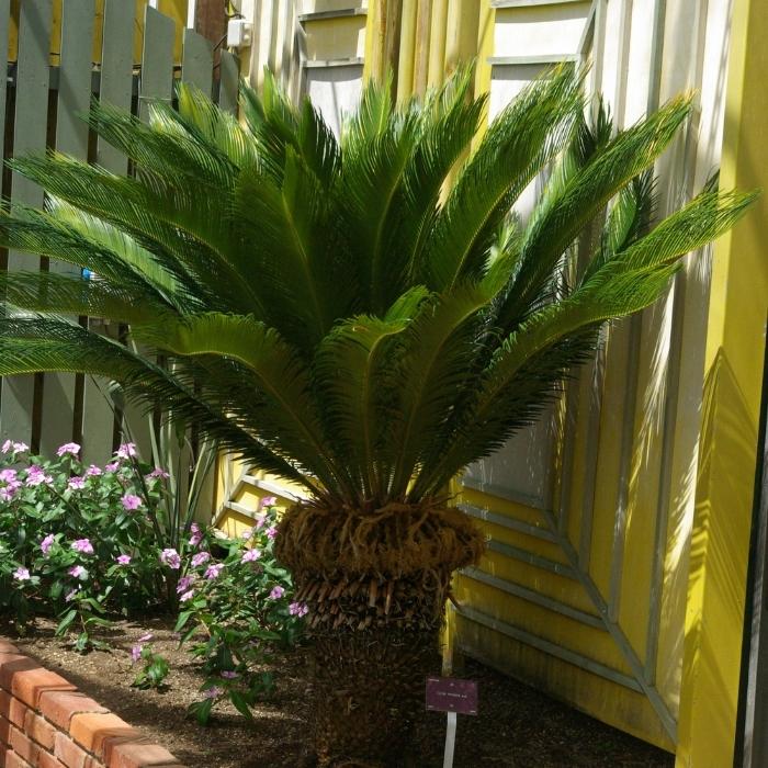 Sago Palm seeds