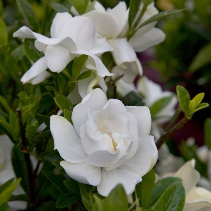 Gardenia fertilizer