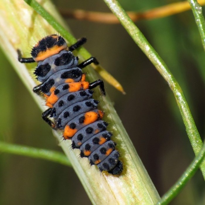 Ladybug larvae