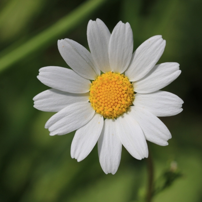 flowering daisy