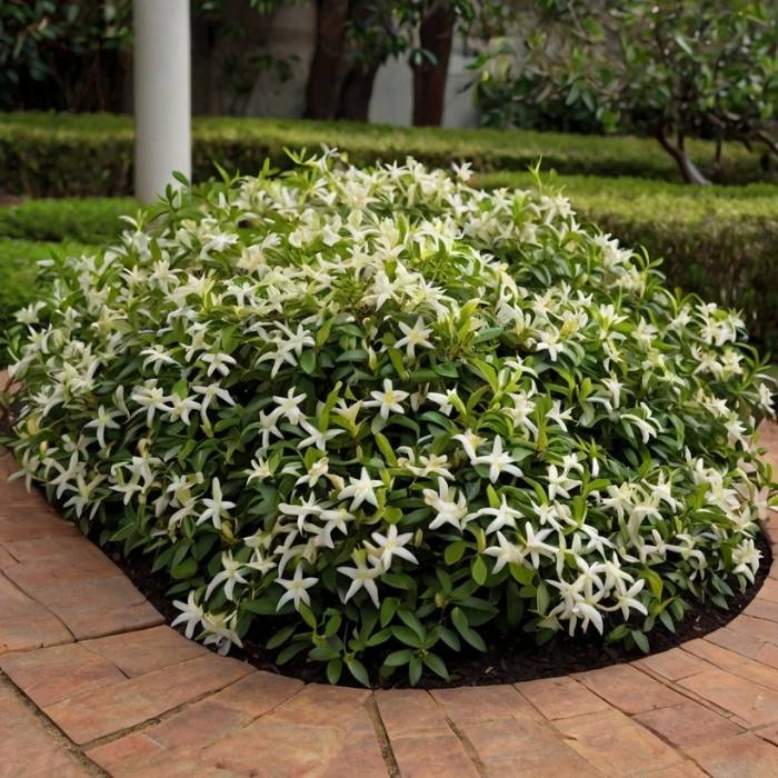 Star jasmine as ground cover