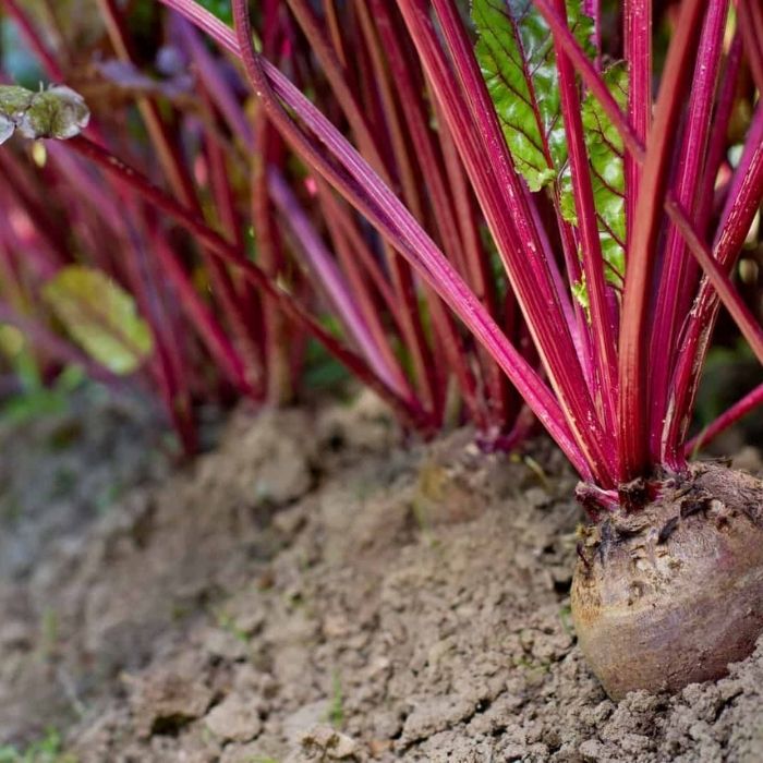 Growing Beets