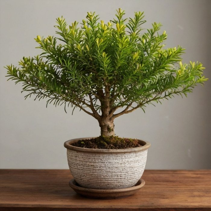 Lemon Cypress