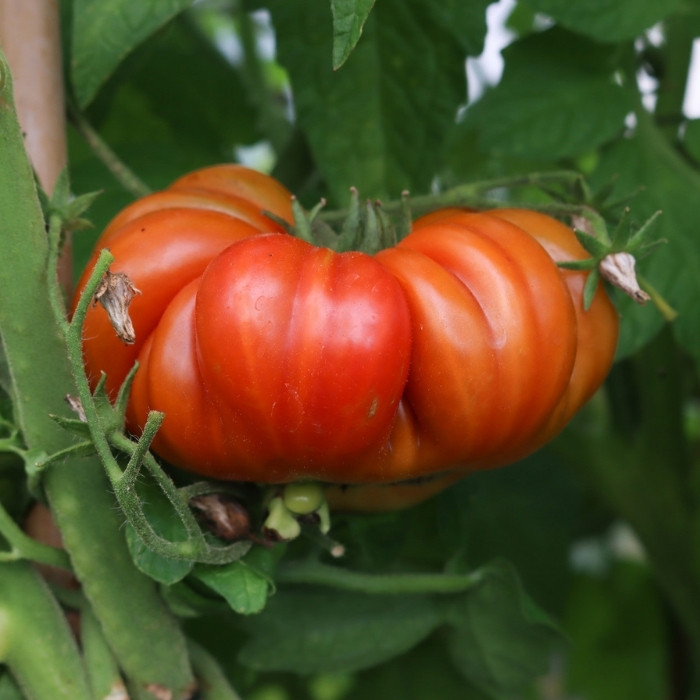 Brandywine Tomato