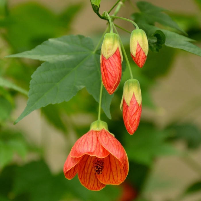 Flowering Maple