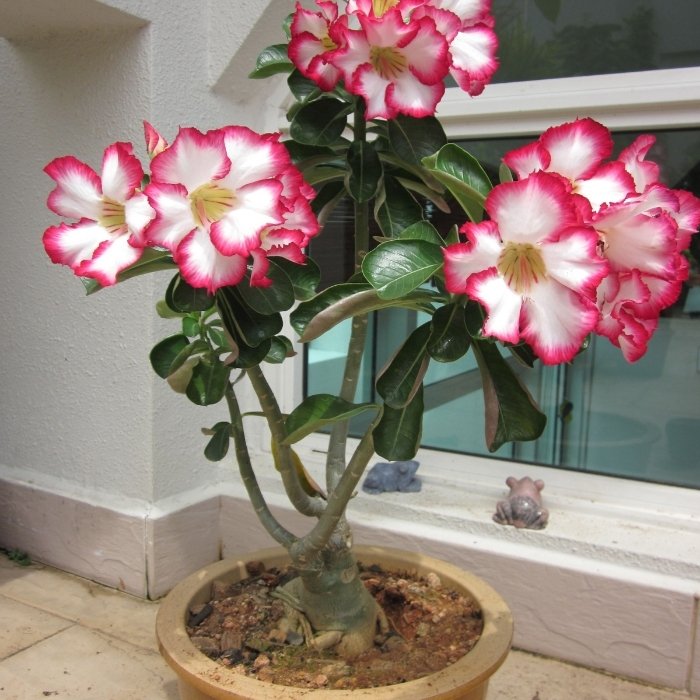 Adenium Obesum