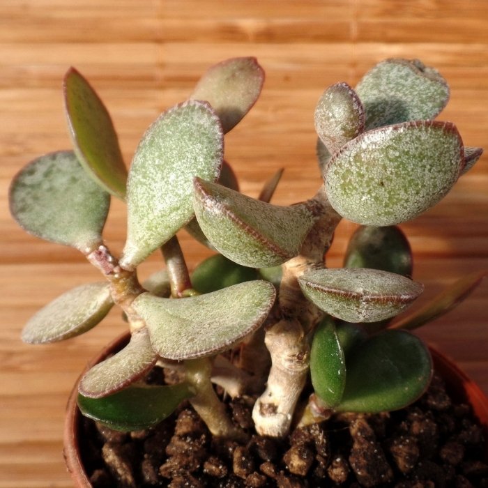 Adromischus