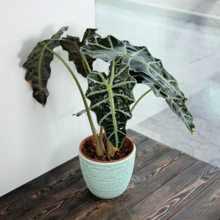 Alocasia Polly