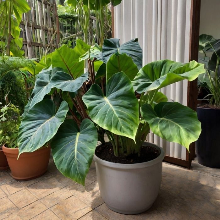 Alocasia Odora