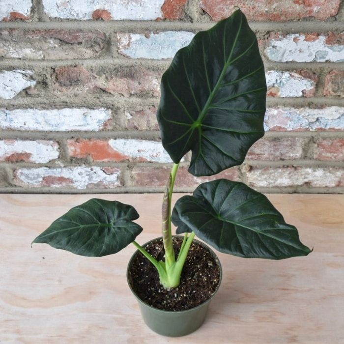 Alocasia Regal Shield