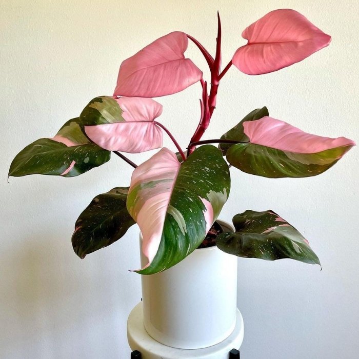 Pink Princess Philodendron