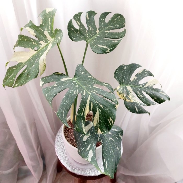 Thai Constellation Monstera