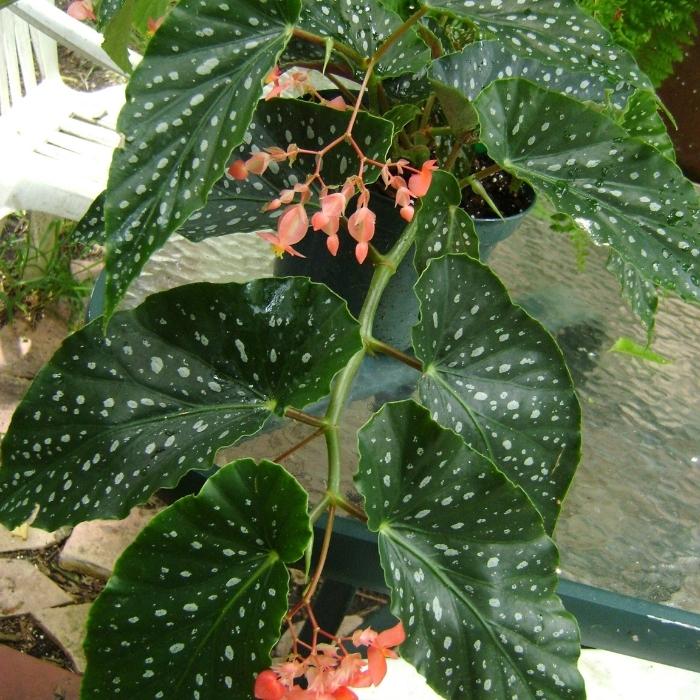 Angel Wing Begonia