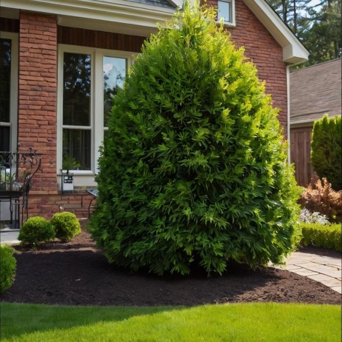 plant 8-foot Green Giant Arborvitae